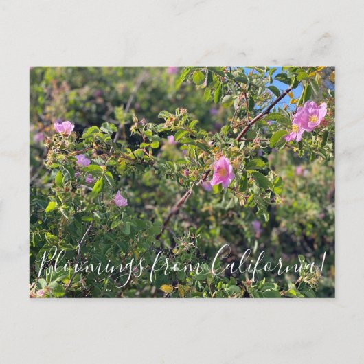Bloomings aus Kalifornien: Wilde Rose Postcard Postkarte (Vorderseite)