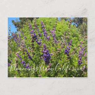 Bloomings aus Kalifornien: Wooly Bluecurls Postca Postkarte
