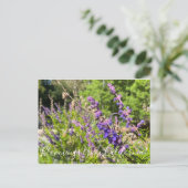 Bloomings aus Kalifornien: Wooly Bluecurls Postkarte (Stehend Vorderseite)