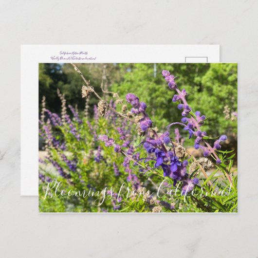 Bloomings aus Kalifornien: Wooly Bluecurls Postkarte (Vorne/Hinten)