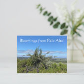 Bloomings aus Palo Alto! Postkarte (Stehend Vorderseite)