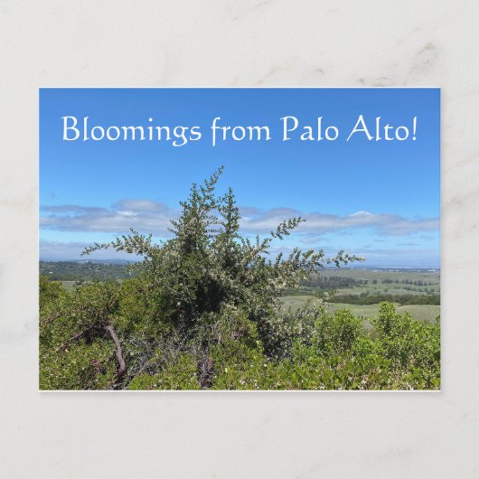 Bloomings aus Palo Alto! Postkarte (Vorderseite)