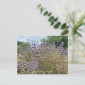 Bloomings aus Sunnyvale: Cleveland Sage Postcard Postkarte (Stehend Vorderseite)