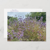 Bloomings aus Sunnyvale: Cleveland Sage Postcard Postkarte (Vorne/Hinten)