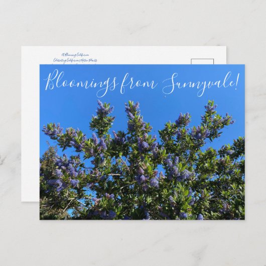 Bloomings aus Sunnyvale: Ray Hartman Ceanothus Postkarte (Vorne/Hinten)