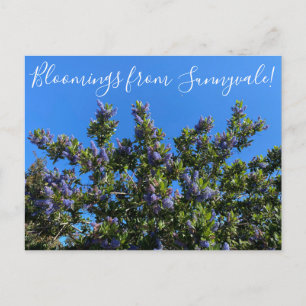 Bloomings aus Sunnyvale: Ray Hartman Ceanothus Postkarte