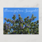Bloomings aus Sunnyvale: Ray Hartman Ceanothus Postkarte (Vorderseite)