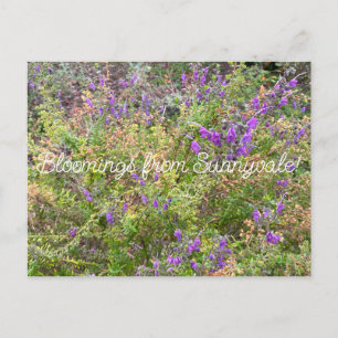 Bloomings aus Sunnyvale: Wooly Bluecurls Postkarte