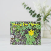 Bloomings from California: Buttercup Postkarte (Stehend Vorderseite)