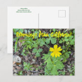 Bloomings from California: Buttercup Postkarte (Vorne/Hinten)