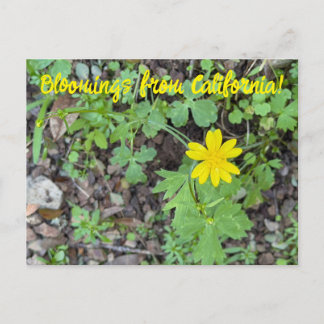 Bloomings from California: Buttercup Postkarte