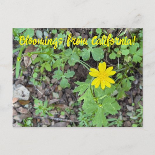 Bloomings from California: Buttercup Postkarte (Vorderseite)