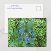 Bloomings from California: Pacific Hound’s Tongue  Postkarte (Vorne/Hinten)