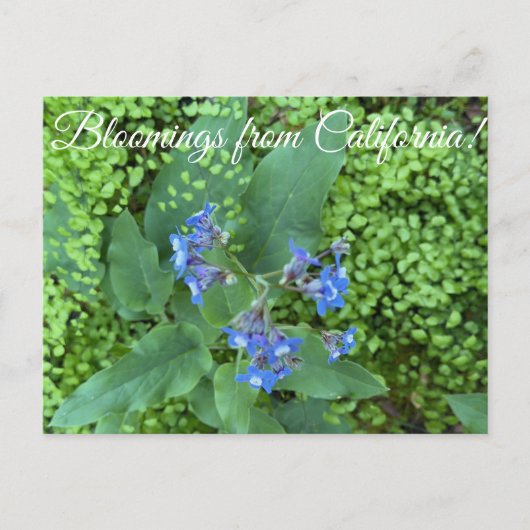 Bloomings from California: Pacific Hound’s Tongue  Postkarte (Vorderseite)