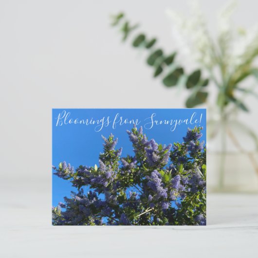 Bloomings from Sunnyvale: Ray Hartman Ceanothus Po Postkarte (Stehend Vorderseite)