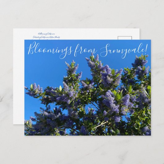 Bloomings from Sunnyvale: Ray Hartman Ceanothus Po Postkarte (Vorne/Hinten)
