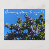 Bloomings from Sunnyvale: Ray Hartman Ceanothus Po Postkarte (Vorderseite)