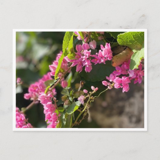 Blooms & Stings Postkarte (Vorderseite)
