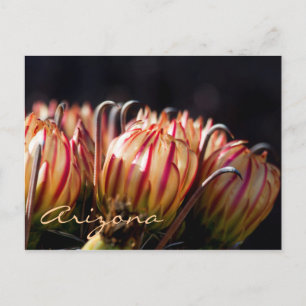 Blooms und Barbas Arizona Postkarte