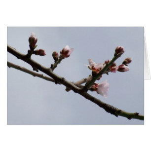 Blossom