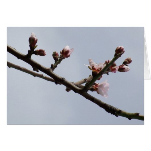 Blossom (Vorderseite (Horizontal))