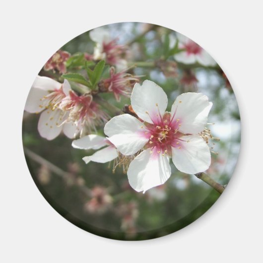 Blossom Blume Magnet (Vorne)
