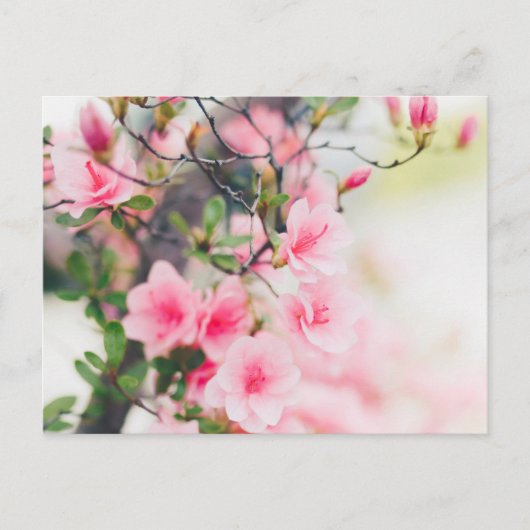 BLOSSOM-BLUME POSTCARD POSTKARTE (Vorderseite)