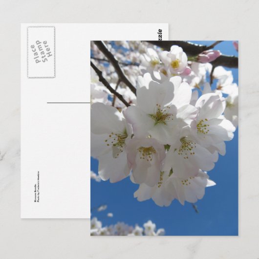 Blossom Bundle Postkarte (Vorne/Hinten)