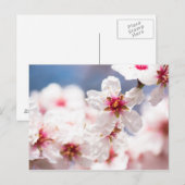 Blossom des Mandelbaums Postkarte (Vorne/Hinten)