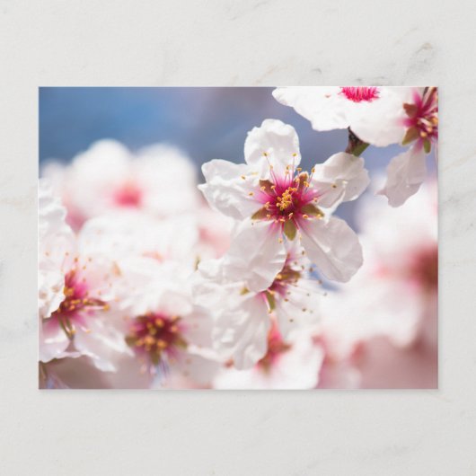 Blossom des Mandelbaums Postkarte (Vorderseite)