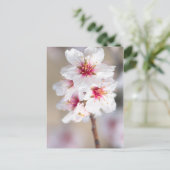 Blossom des Mandelbaums Postkarte (Stehend Vorderseite)