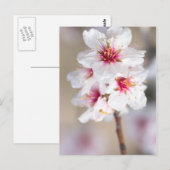 Blossom des Mandelbaums Postkarte (Vorne/Hinten)