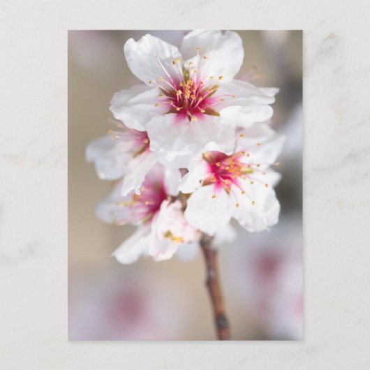 Blossom des Mandelbaums Postkarte (Vorderseite)