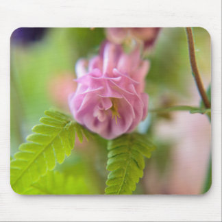 Blossom einer Aquilegia Mousepad