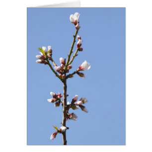 Blossom-Fotokarte