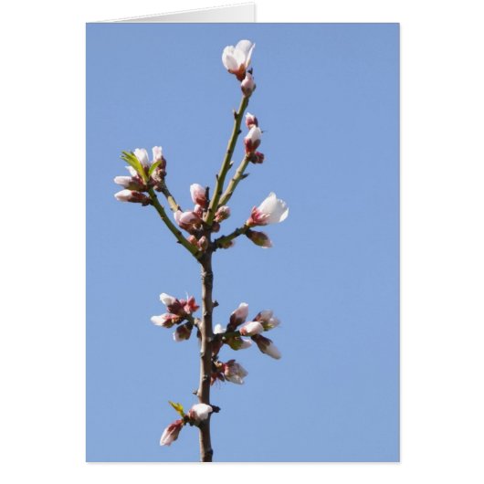 Blossom-Fotokarte (Vorne)