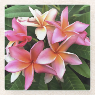 Blossom-Kranz von hellrosa Frangipani Glasuntersetzer
