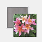 Blossom-Kranz von hellrosa Frangipani Magnet (Vorderseite/Rückseite)