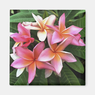 Blossom-Kranz von hellrosa Frangipani Magnet