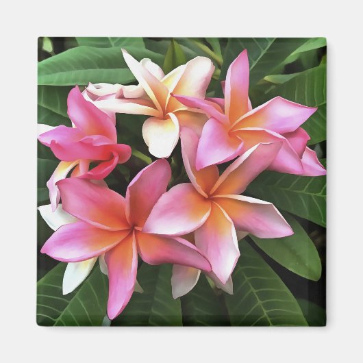 Blossom-Kranz von hellrosa Frangipani Magnet (Vorne)