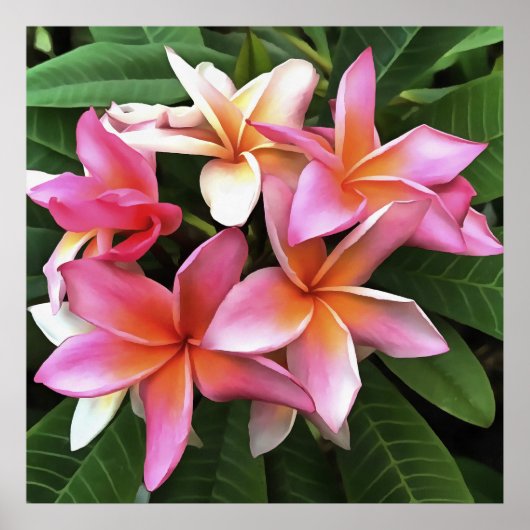 Blossom-Kranz von hellrosa Frangipani Poster (Vorne)