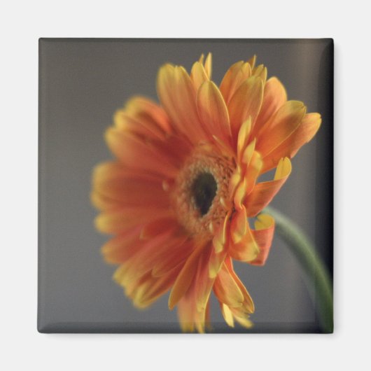 Blossom Magnet (Vorne)