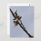 Blossom Postkarte (Vorne/Hinten)