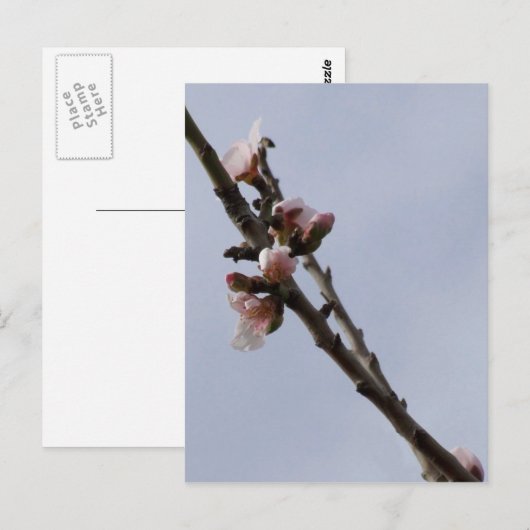 Blossom Postkarte (Vorne/Hinten)