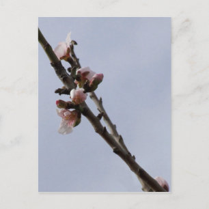 Blossom Postkarte