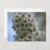 Blossom Postkarte (Vorne/Hinten)