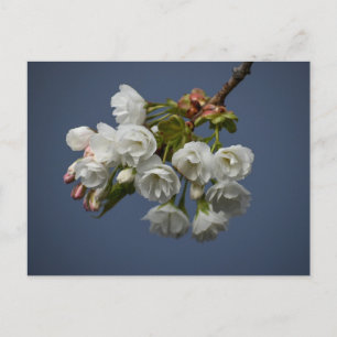 Blossom Postkarte