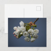 Blossom Postkarte (Vorne/Hinten)