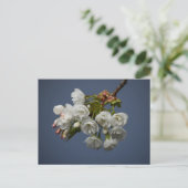 Blossom Postkarte (Stehend Vorderseite)