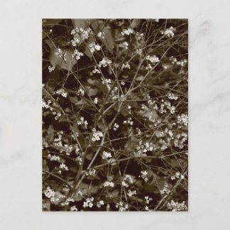 Blossom Postkarte